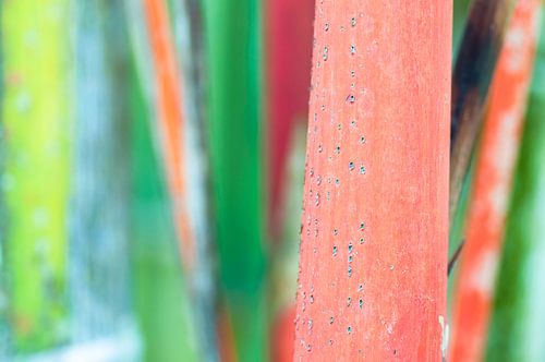 Rode bamboe in tropisch bos