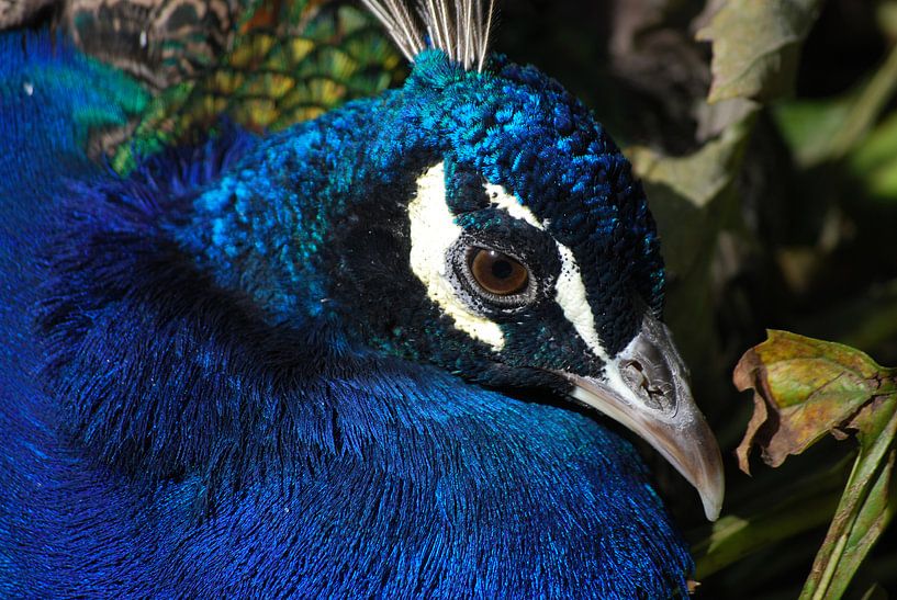 Peacock by Marjolijn Vledder
