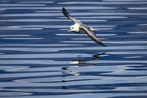 Sturmvogel, der über das Wasser in Grönland gleitet