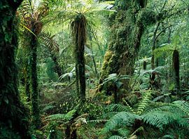 Tree Ferns (Dicksonia antarctica) in rainforest, Monro Walk, New Zealand by Nature in Stock