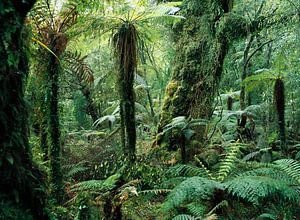 Tasmanische Baumfarne (Dicksonia antarctica) im Regenwald, Neuseeland