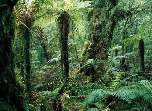 Tree Ferns (Dicksonia antarctica) in rainforest, Monro Walk, New Zealand by Nature in Stock