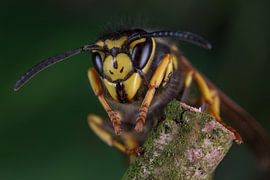Koningin Duitse wesp (Vespula Germanica). von Jeroen  Ruël