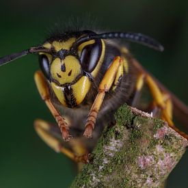 Koningin Duitse wesp (Vespula Germanica). van Jeroen  Ruël