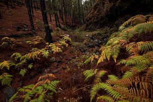 Forest on La Palma, Canary Island sur Leon Doorn