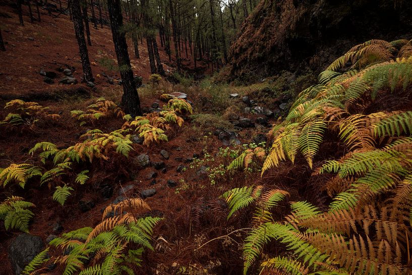 Bos op La Palma met herfstkleuren von Leon Doorn