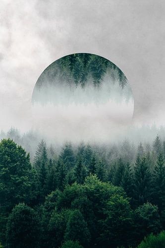 Bomen verstopt in laaghangende mist