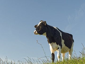 Koe, koningin der dieren van BHotography