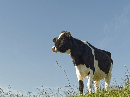 Kuh, Königin der Tiere