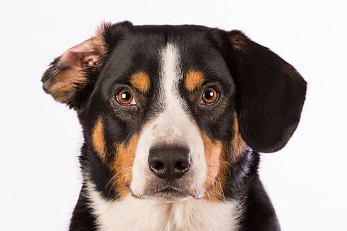 Miko, onze 3-jarige Entlebucher Sennenhond