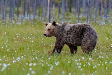 Ours brun sur Merijn Loch