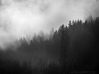 Trees in the fog 1
