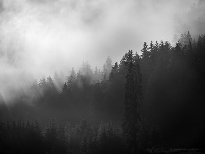 Trees in the fog 1 by Fernando Salgado