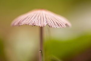 Pilz zwischen dem Grün