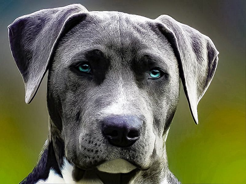 Home is where my Dogs are van Truckpowerr