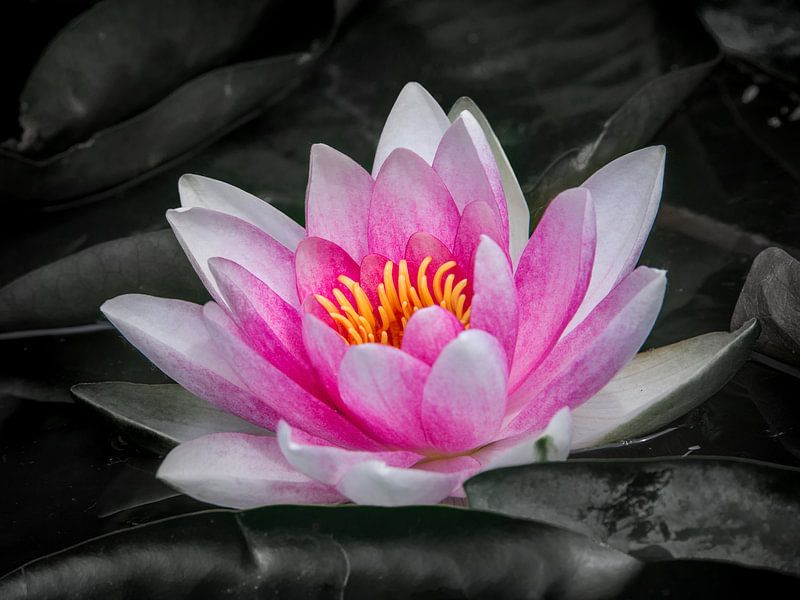 Water lily decorated with a dark background by Harrie Muis