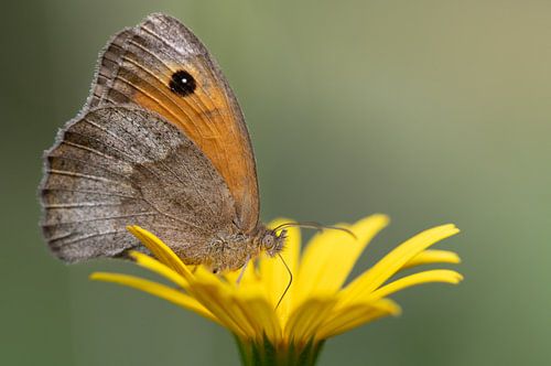 Papillon sur fleur