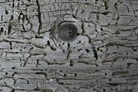 Art in old wood