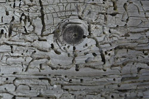 Kunst in het oude houtwerk