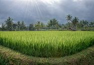 Reisfeld in Lombok mit Sonne  von Marcel van Balken Miniaturansicht