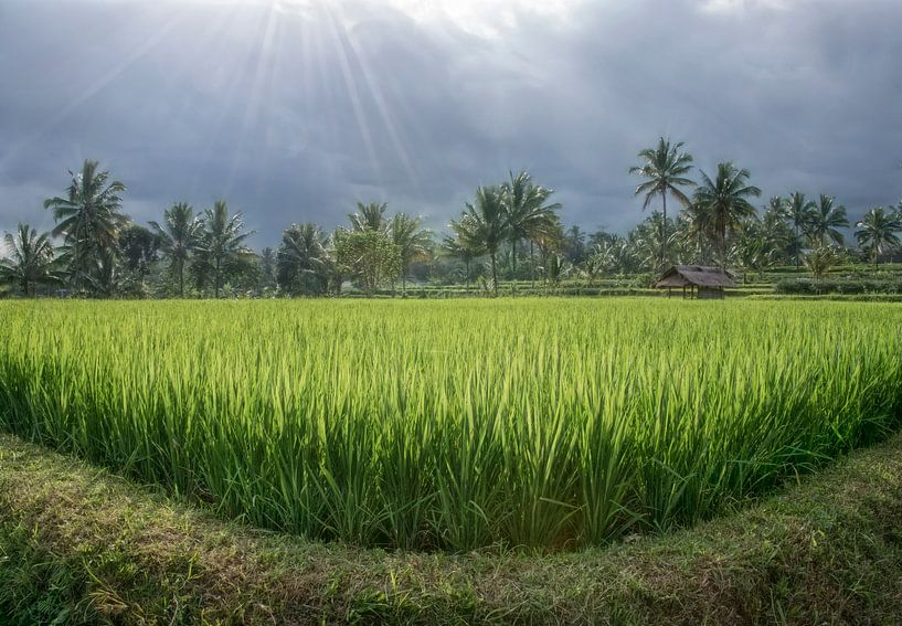 Reisfeld in Lombok mit Sonne  von Marcel van Balken