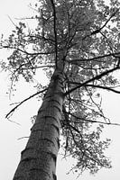 berkenboom