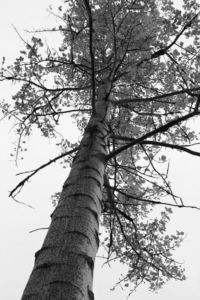 berkenboom par Kaa. M