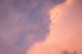 Freiheit im Abendrot – Vögel in den Wolken von Milene van Arendonk