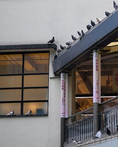Tauben an einer städtischen Fassade
