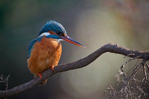 Eisvogel