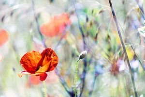 romantische Mohnblume