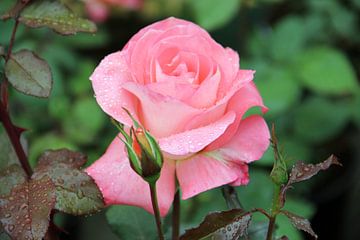 La Rose Violette sur Cornelis (Cees) Cornelissen