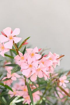 Roze bloemen | Oleander | Italië | Natuur van Mirjam Broekhof