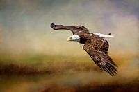 Flying American Bald Eagle