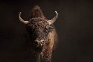 Portrait d'un bison ou d'un bison européen | vache