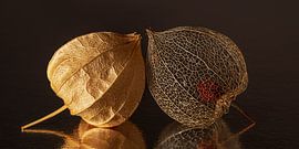 Panorama fragile togetherness: vulnerable and fragile but still so happy together