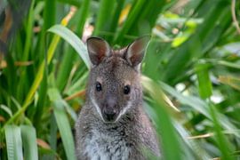 Känguru mit Aufmerksamkeit von Artoon Projects