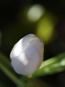 weisse Tulpe in der Frühlingssonne --- witte tulp  in de lentezon --- tulipe  blanche sous soleil du printemps