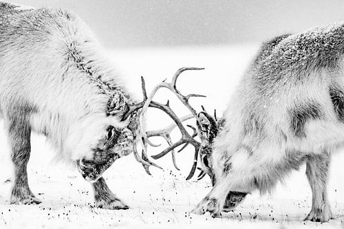 Combattre les rennes