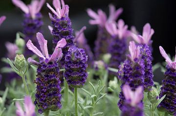 Purple blooming lavender flowers by Jolanda de Jong-Jansen