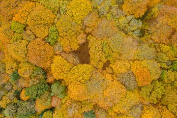Een Nederlands bos in herfstkleuren van bovenaf gezien
