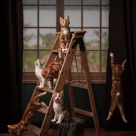 Kätzchen mit Katzenspiel von Aisa Joosten