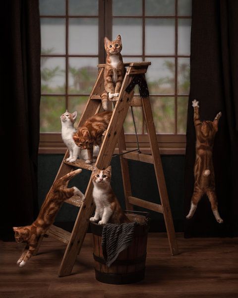 Chatons avec jeu de chat par Aisa Joosten