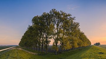 Zonsopkomst met een compositie met bomen in de Carel Coenraadpol van Henk Meijer Photography