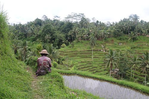 Man bij rijstveld