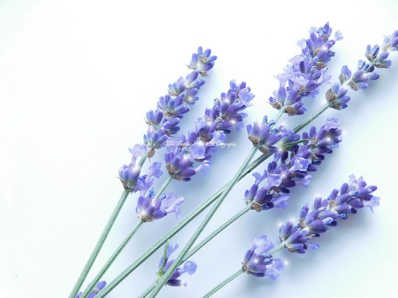 Lavendel by Mikalin Art & Photography