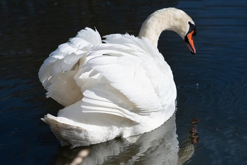 Cygne blanc sur l'eau par Ulrike Leone