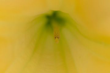 Makrofoto - Detail der gelben Brugmansia