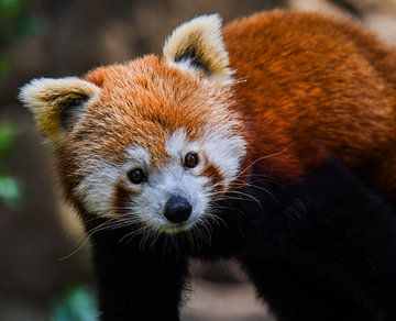 Rode panda die je aankijkt van Fearless Photography