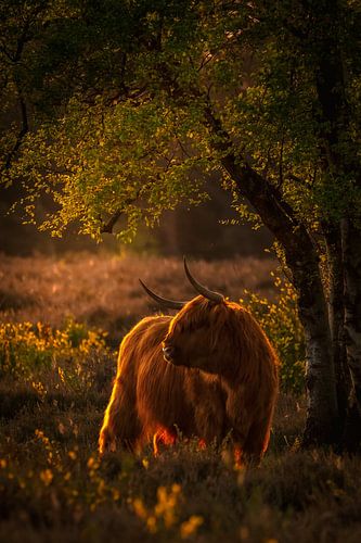 Schottischer Highlander im Gegenlicht im Mai